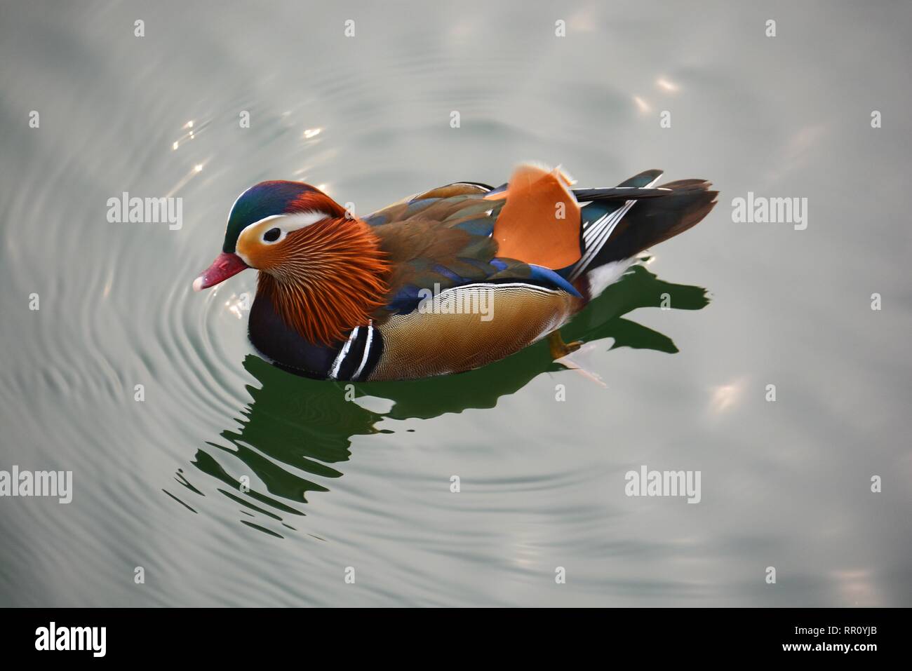 Wild Mandarin duck (Aix galericulata) in China. Widely considered the