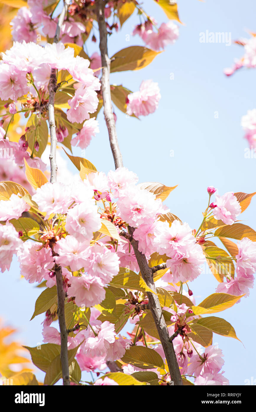 Japanese cherry blossom over blue sky Stock Photo - Alamy