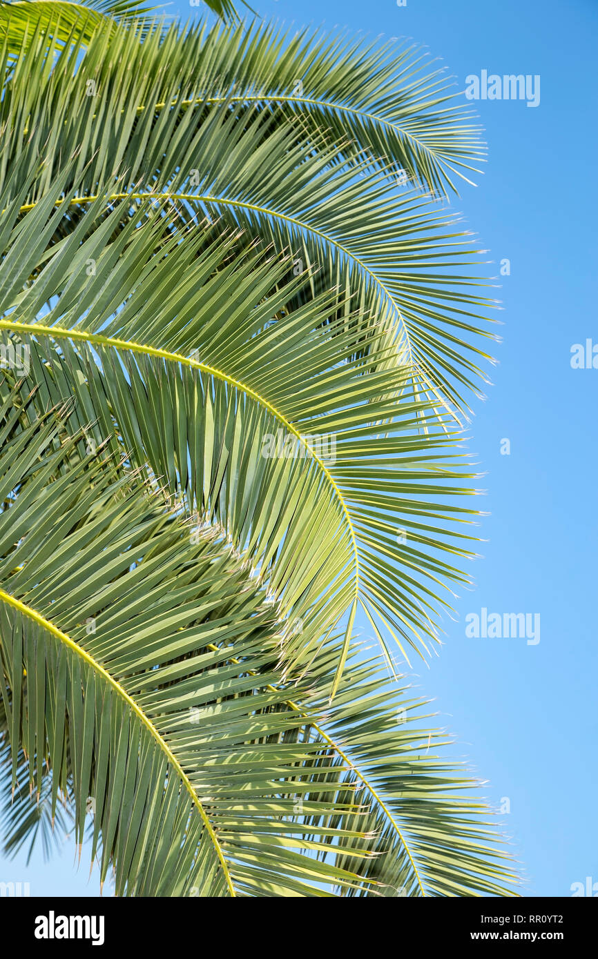 Palm tree branches Stock Photo - Alamy