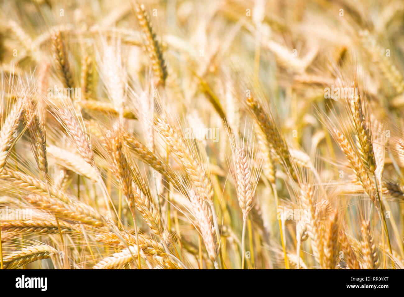 Wheat field close up Stock Photo