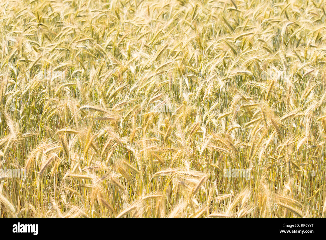 Wheat field close up Stock Photo