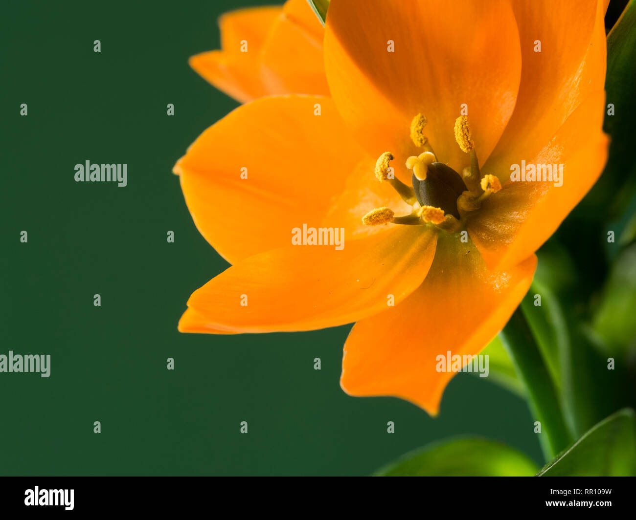 star-of-bethlehem-ornithogalum-stock-photo-alamy