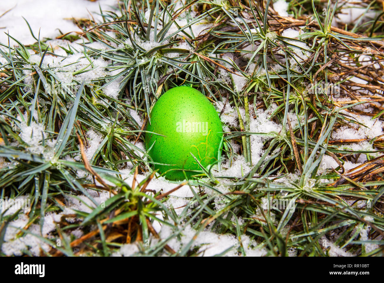 Green easter egg hidden in grass with snow egg hunting Stock Photo
