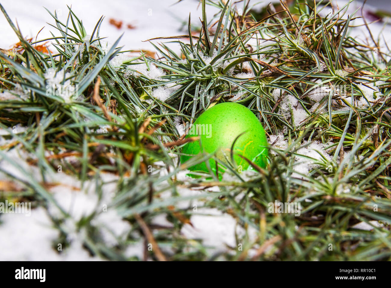 Green easter egg hidden in grass with snow egg hunting Stock Photo