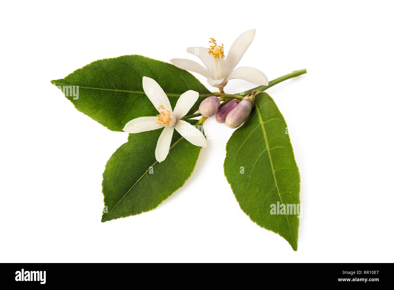 Make A Paper Orange Blossom For Gorgeous Winter Home Decor