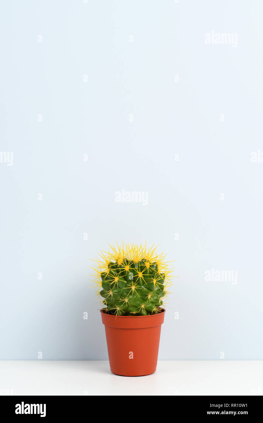 Cactus pot wall hi-res stock photography and images - Alamy