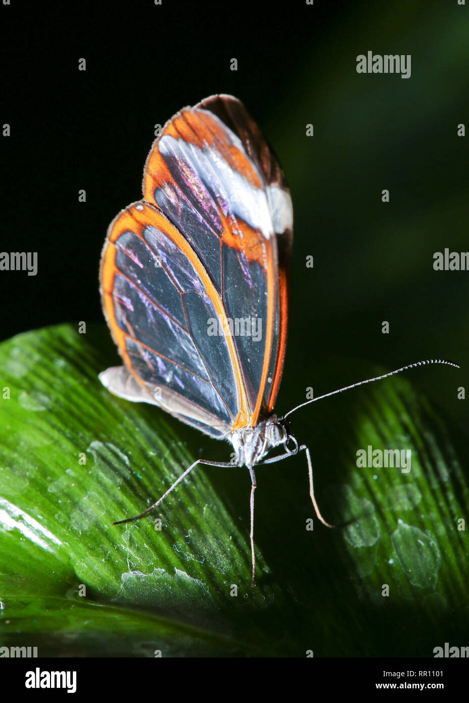 Glasswing butterfly at RHS Wisley, UK. Stock Photo