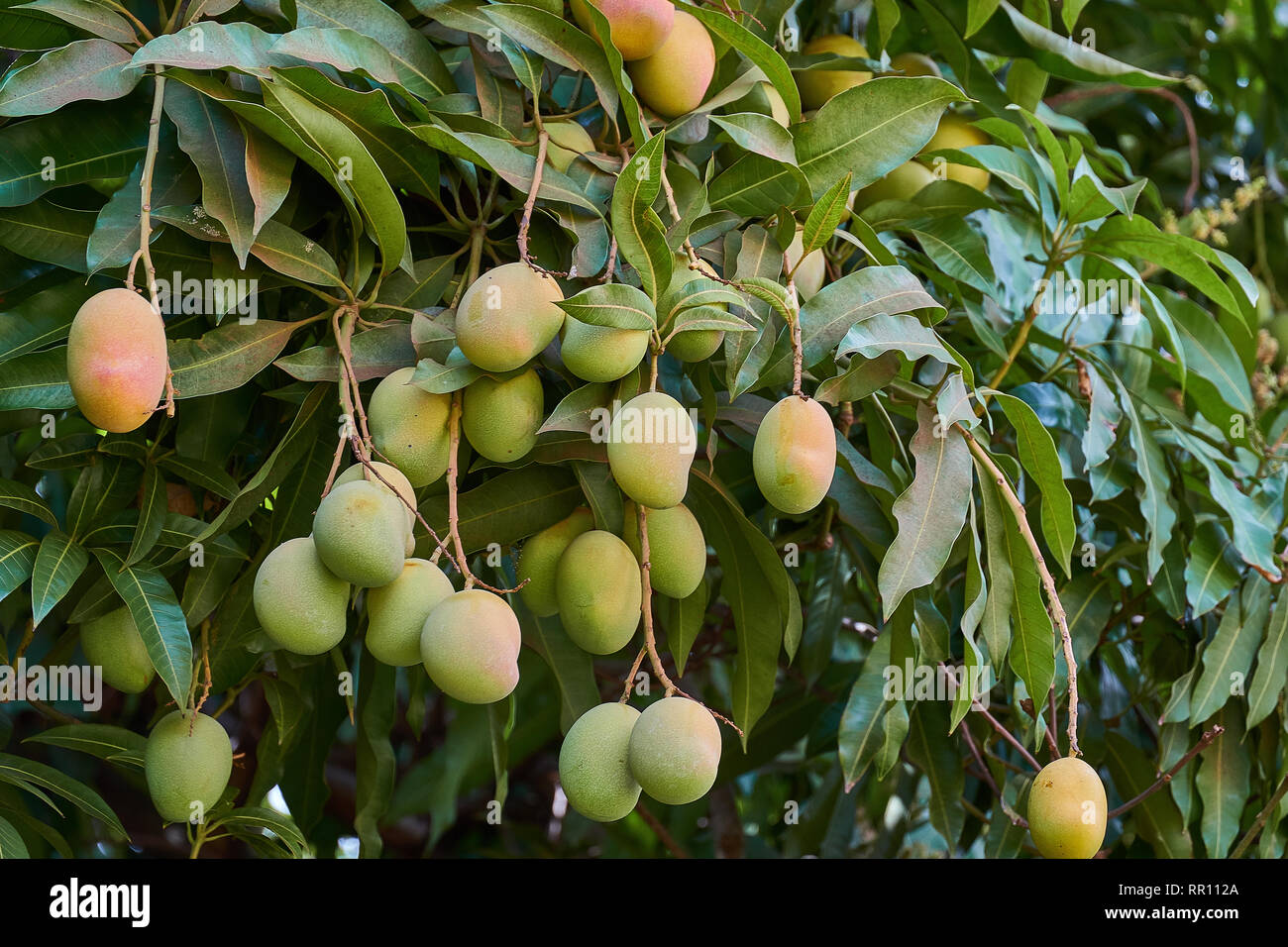Mango Tree Leaves High Resolution Stock Photography and Images Alamy