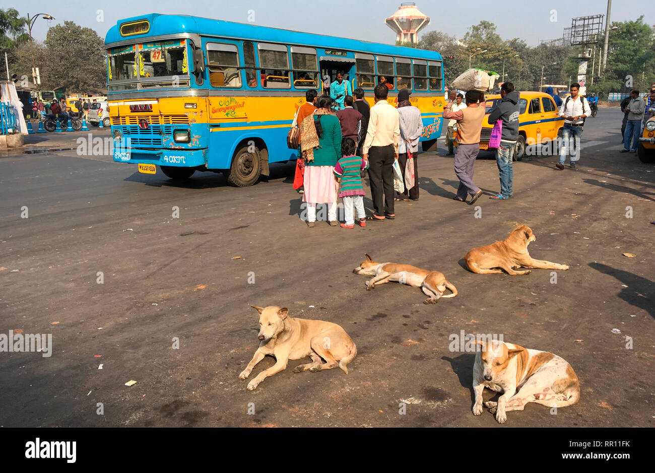 Bus in Kolkata with street dogs, India 2016 Stock Photo