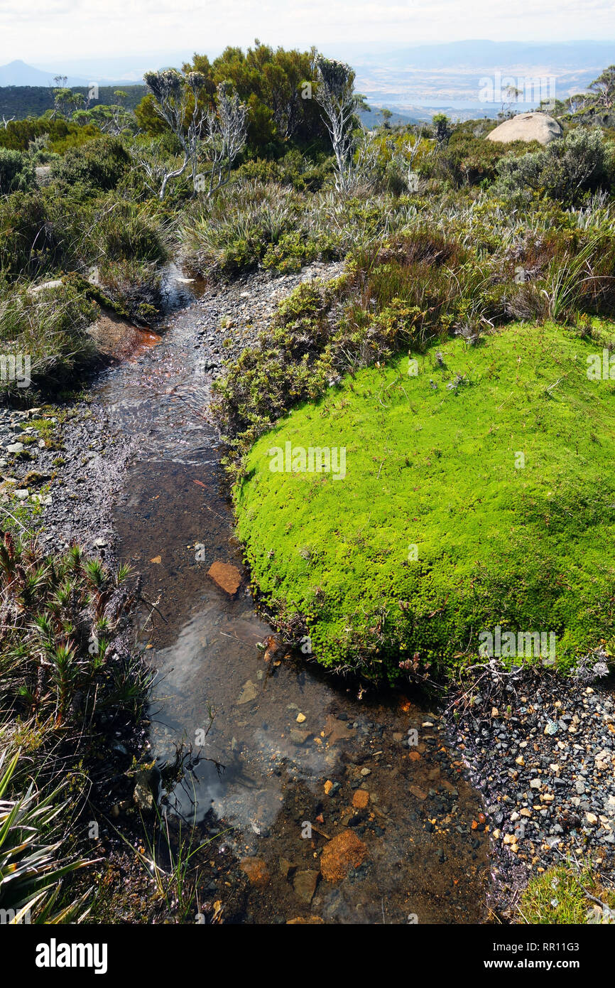 Top of the catchment: small creek starting amongst alpine cushion plants on the summit of Mt Wellington, with Hobart in the distance, Tasmania, Austra Stock Photo