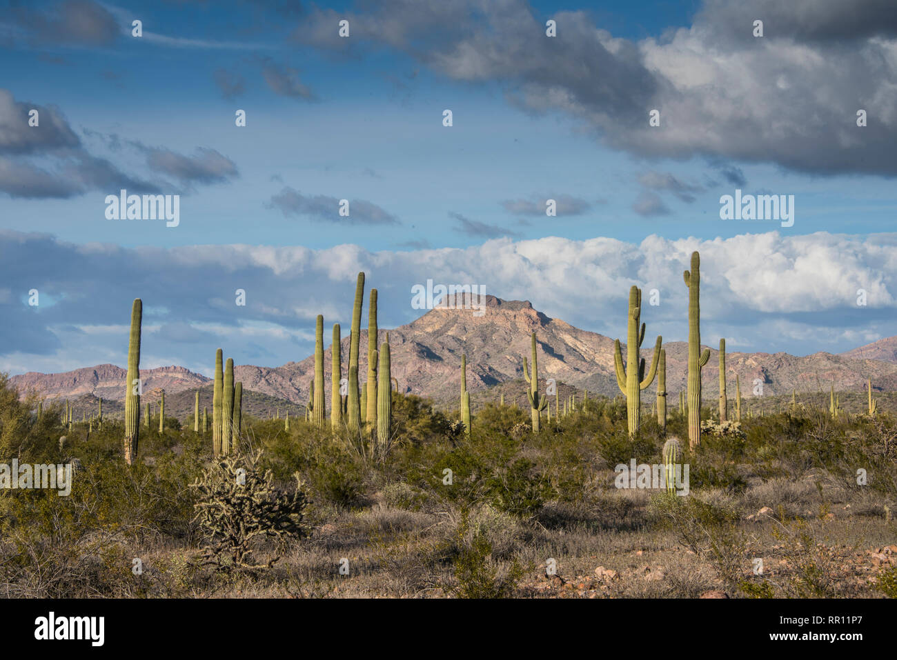 Scenic views on The Ajo Mountain Loop Road in Organ Pipe Cactus National Monument in south central Arizona on the International border with Mexico Stock Photo