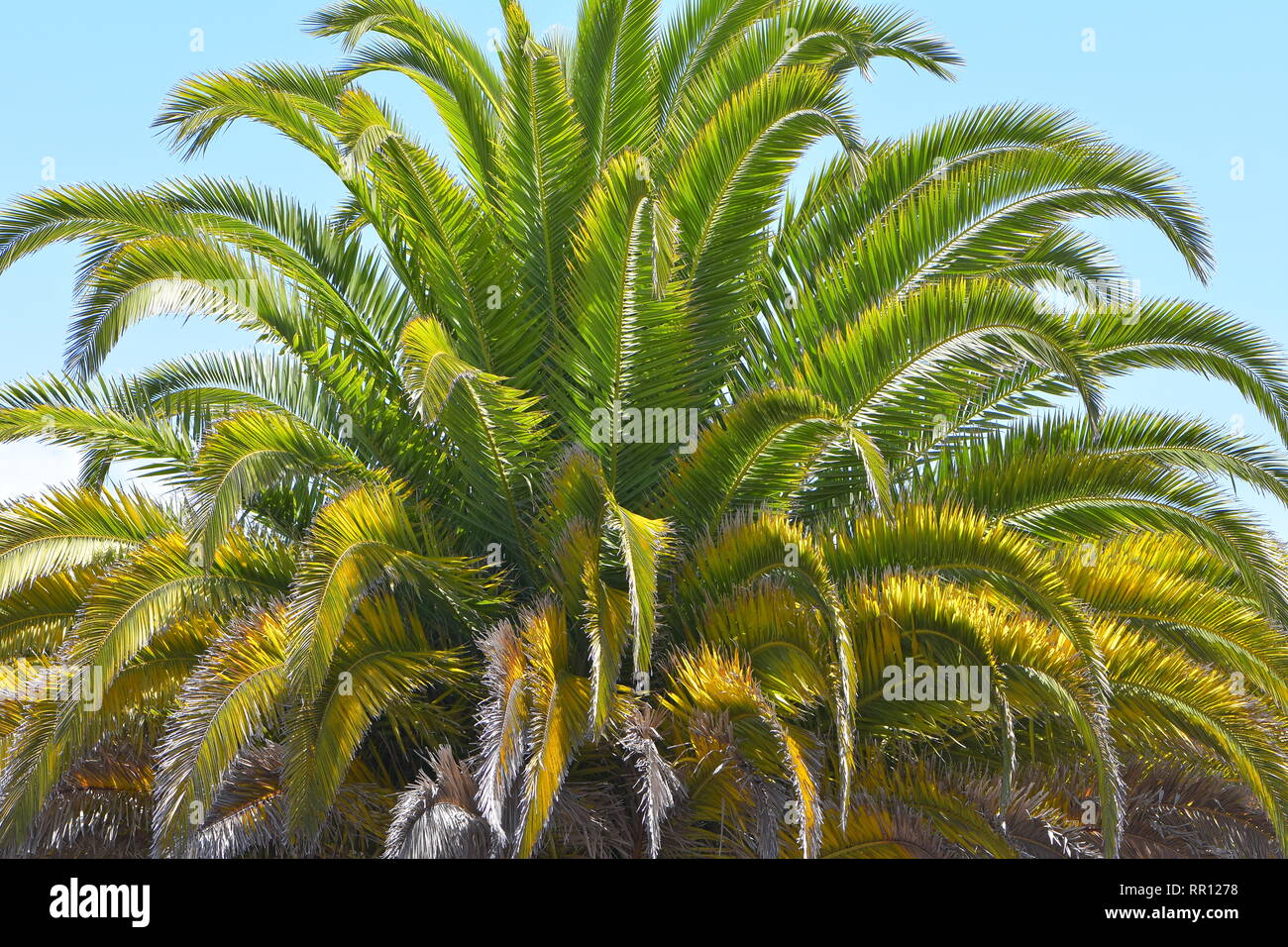 Spiky palm tree hires stock photography and images Alamy