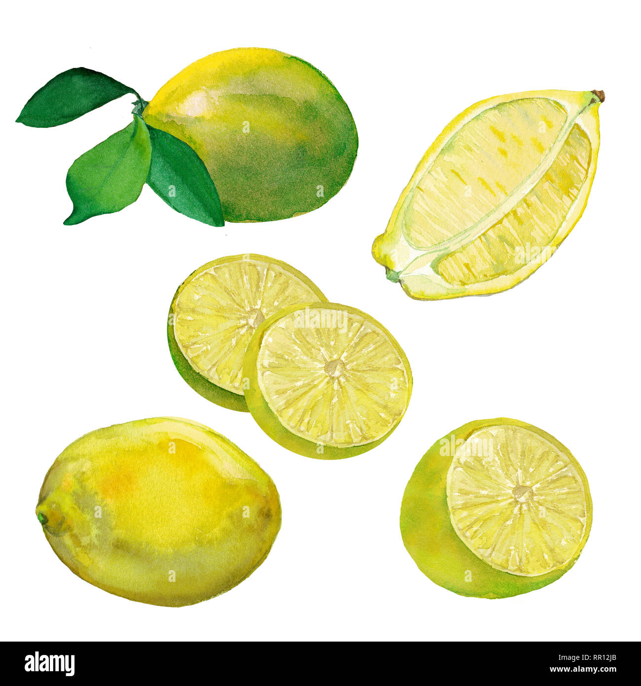Watercolor set of fresh Lemons. Fruits with leaves and cut in the ...