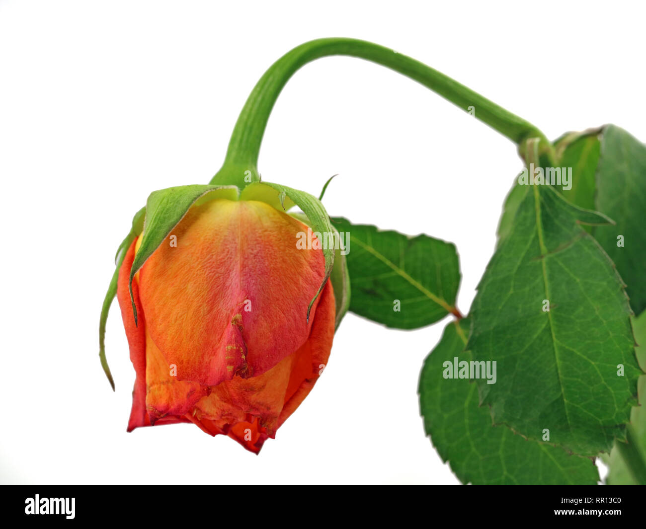 Faded rose with hanging head, concept of sad mood Stock Photo
