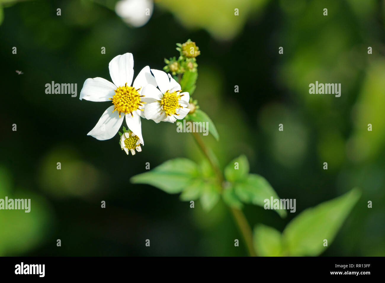 Close up of bidens pilosa flower Stock Photo