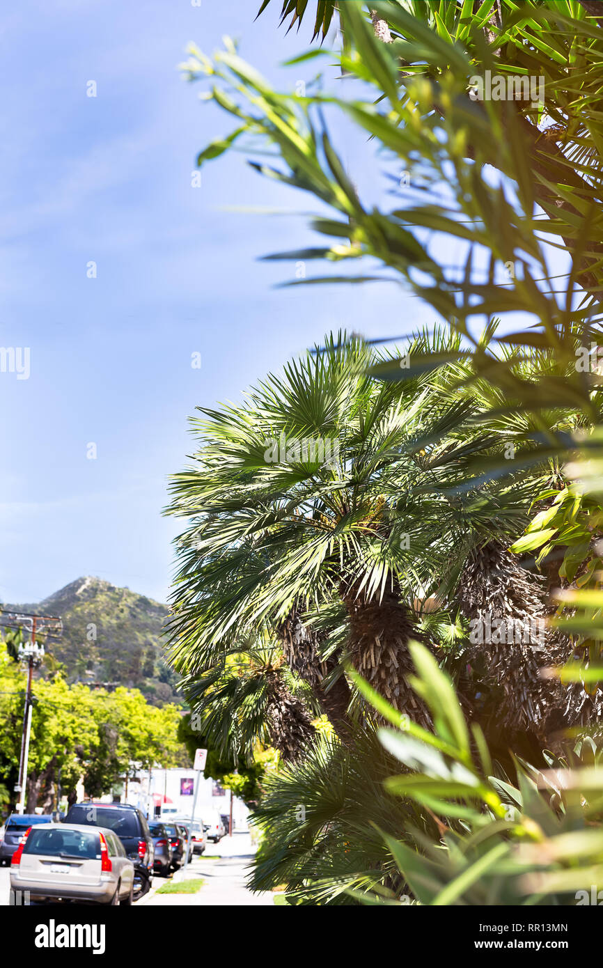 Street in the city of Los Angeles, palm trees and a sunny day Stock
