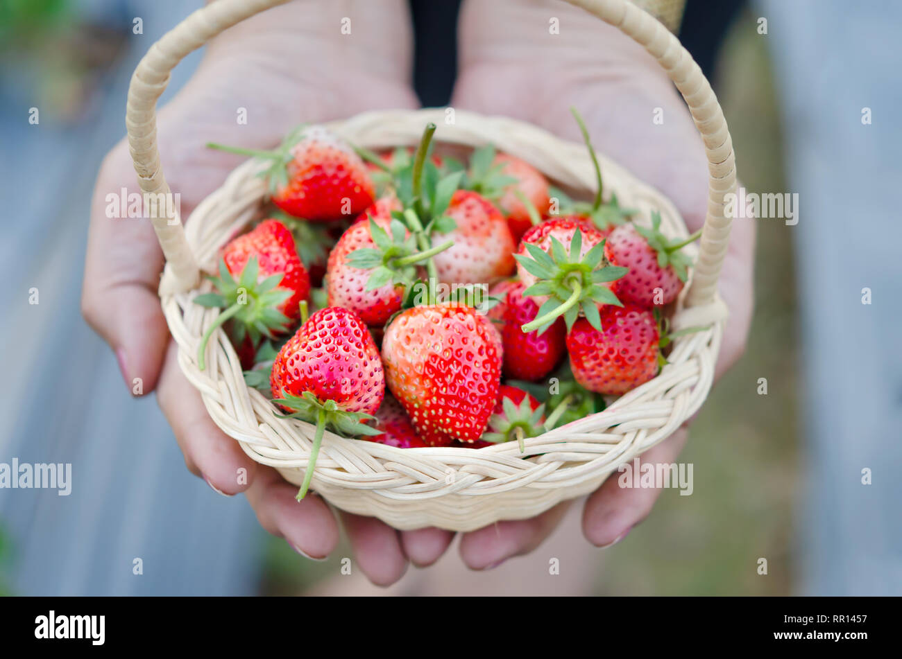 Woman's hands holding a basket of ripe strawberries in the field Stock ...