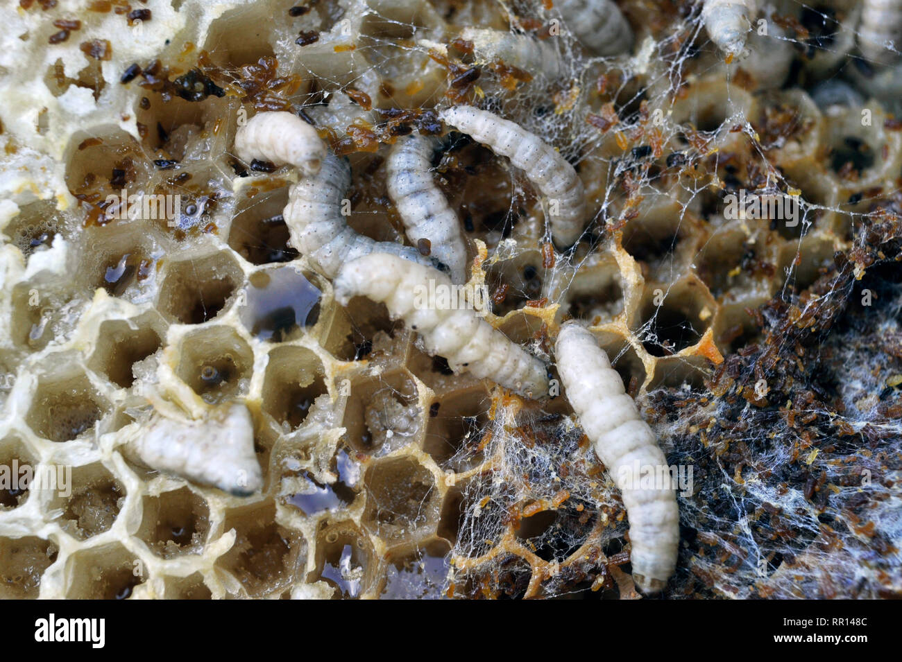 wax moth (achroia grisella) (galleria mellonella)  larvae destroying honeycomb in bee hive Stock Photo