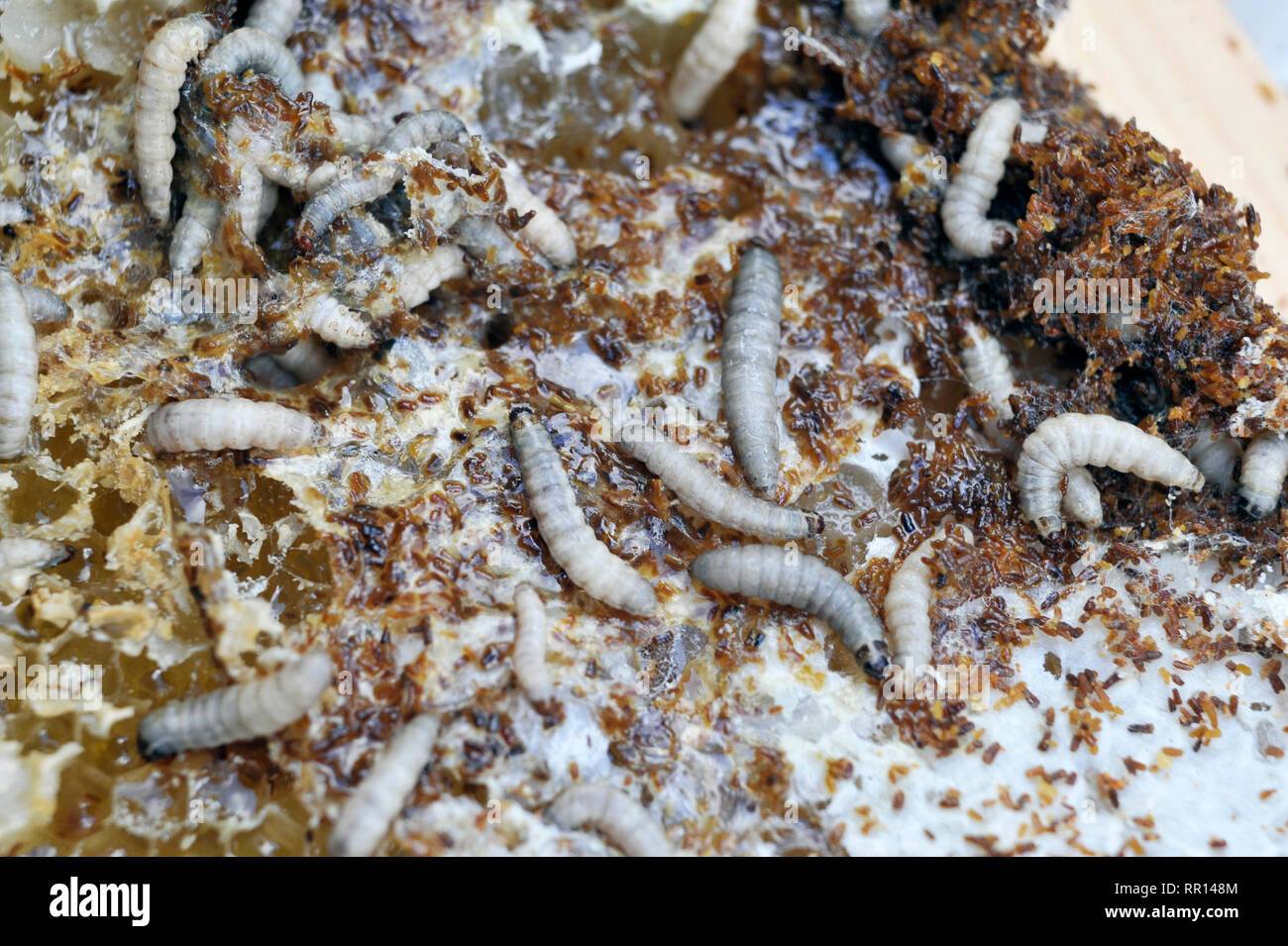 wax moth destruction in honeybee hive  (galleria mellonella) Stock Photo