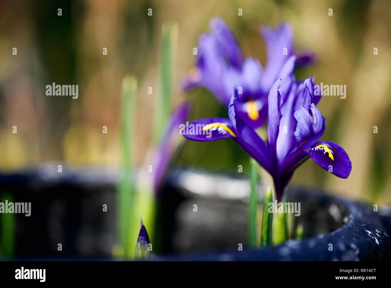 Iris reticulata 'Harmony' Stock Photo
