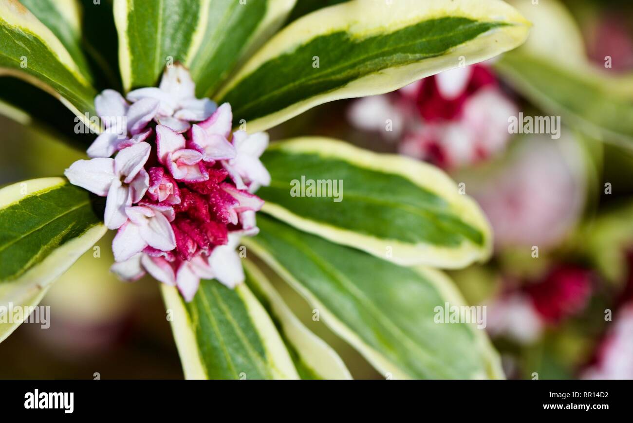 Daphne Odora Aureomarginata  Gold-Edged Winter Daphne Stock Photo