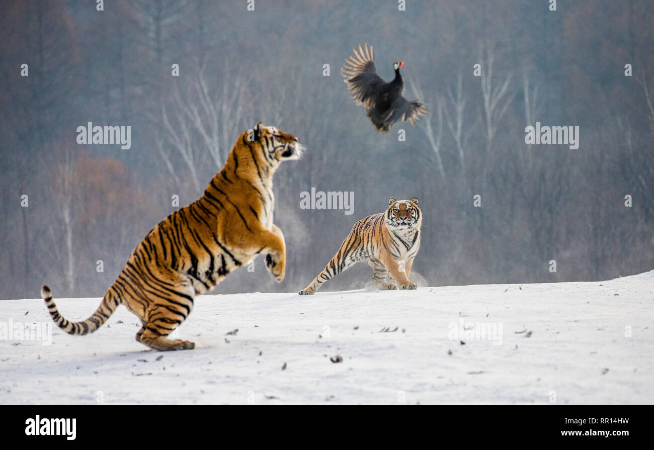 Siberian Tigers In A Snowy Glade Catch Their Prey Very Dynamic Shot China Harbin Mudanjiang