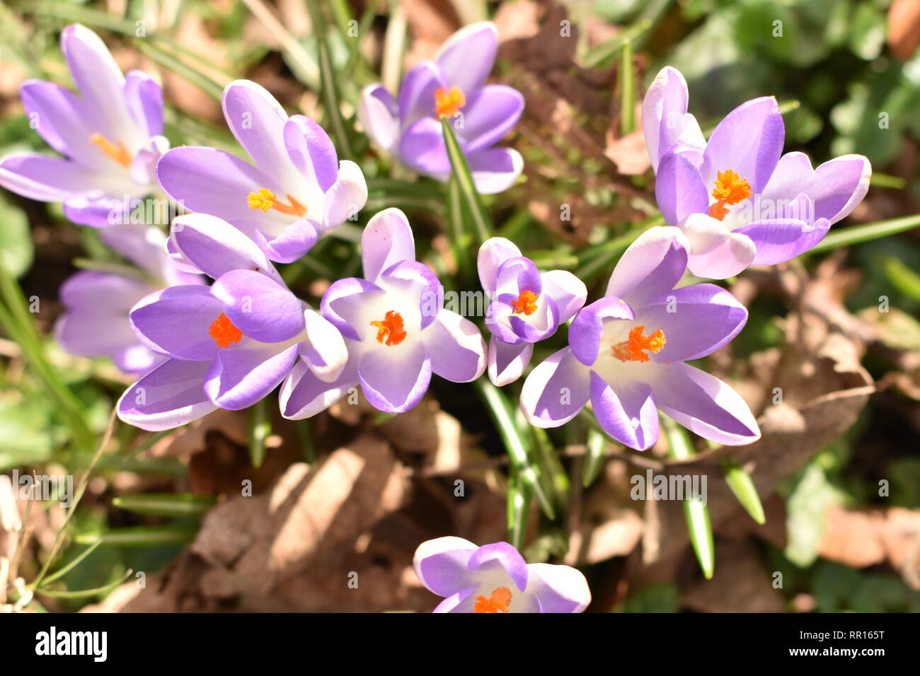 Early Crocuses in bloom Stock Photo Alamy