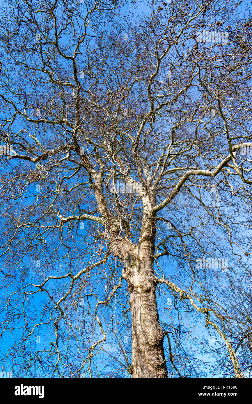 Beautiful tree against a blue sky - Background Poster Stock Photo - Alamy