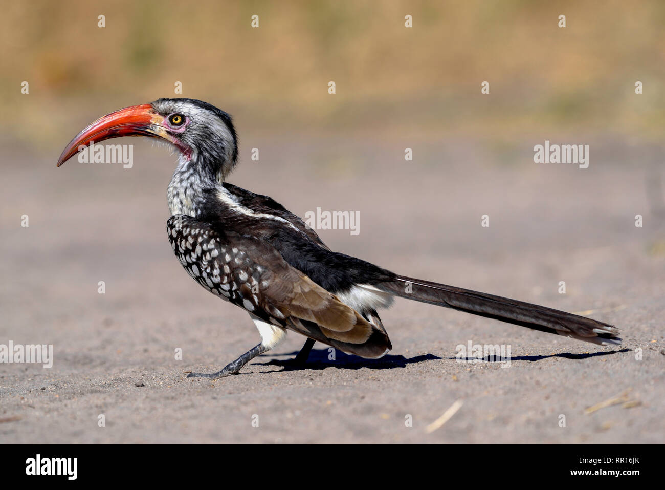 zoology, birds (Aves), Red-billed Hornbill (Tockus erythrorhynchus), Savuti, Chobe National Park, Bots, Additional-Rights-Clearance-Info-Not-Available Stock Photo
