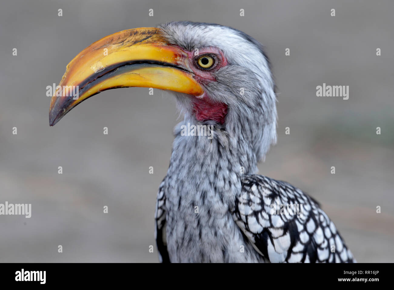 zoology, birds (Aves), Southern yellow-billed hornbill (Tockus leucomelas), Savuti, Chobe National Par, Additional-Rights-Clearance-Info-Not-Available Stock Photo