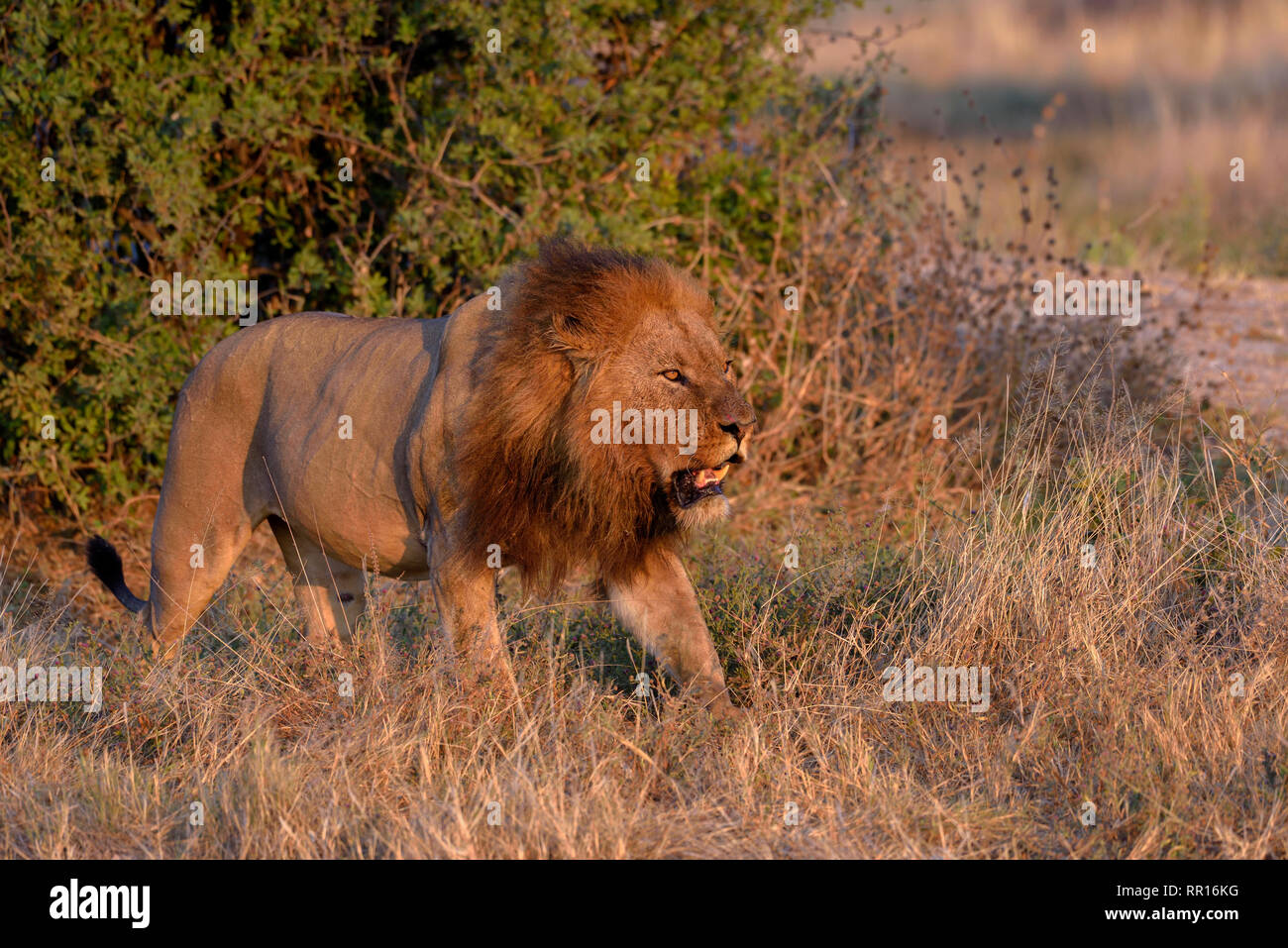 zoology, mammal (mammalia), lion (Panthera Leo), male animal, Khwai area, North-West District, Okavang, Additional-Rights-Clearance-Info-Not-Available Stock Photo