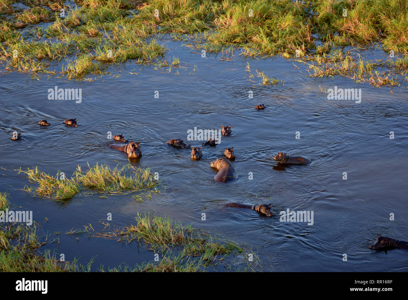 zoology, mammal (mammalia), Hippo (Hippopotamus amphibius), aerial photograph, Gomoti Plain, Okavango , Additional-Rights-Clearance-Info-Not-Available Stock Photo