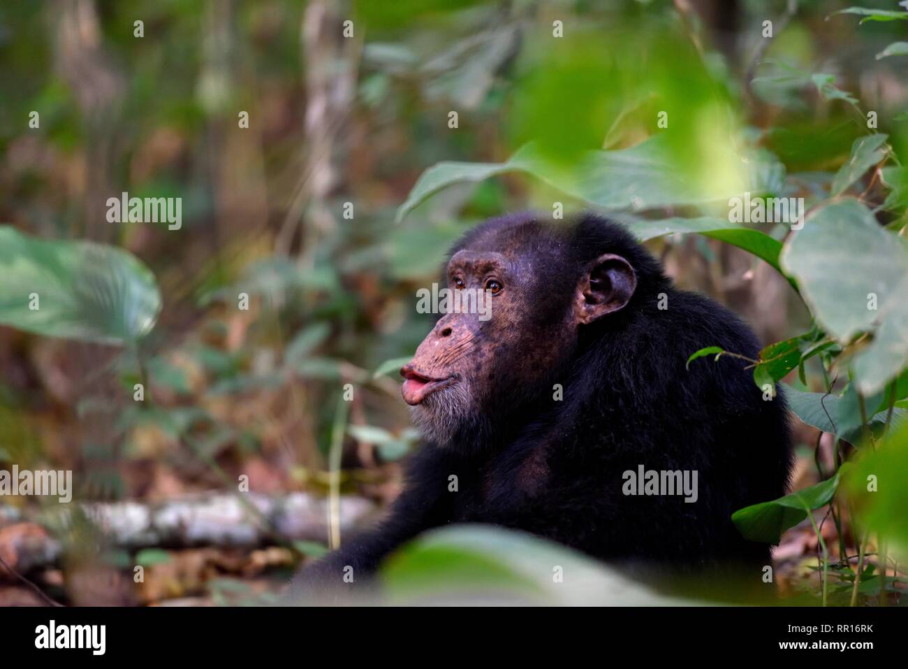 zoology, mammal (mammalia), West African chimpanzee (Pan troglodyte verus) in the rain forest, free-li, Additional-Rights-Clearance-Info-Not-Available Stock Photo