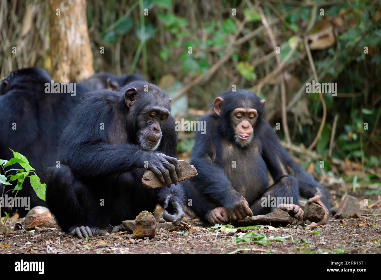 zoology, mammal (mammalia), West African chimpanzee (Pan troglodyte verus) during cracking of oil palm, Additional-Rights-Clearance-Info-Not-Available Stock Photo