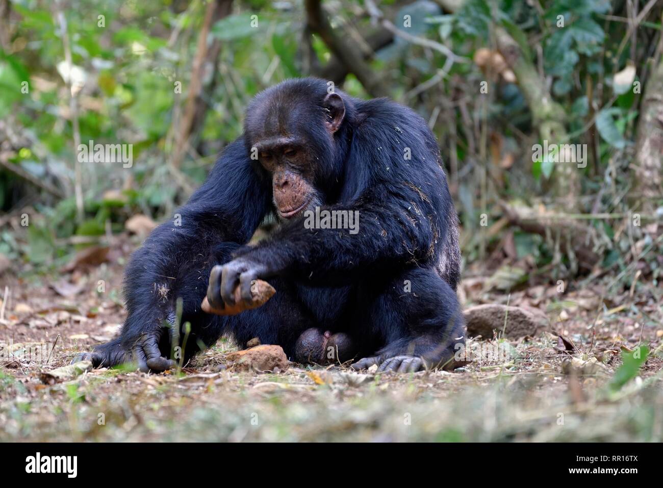 zoology, mammal (mammalia), West African chimpanzee (Pan troglodyte verus) during cracking of oil palm, Additional-Rights-Clearance-Info-Not-Available Stock Photo