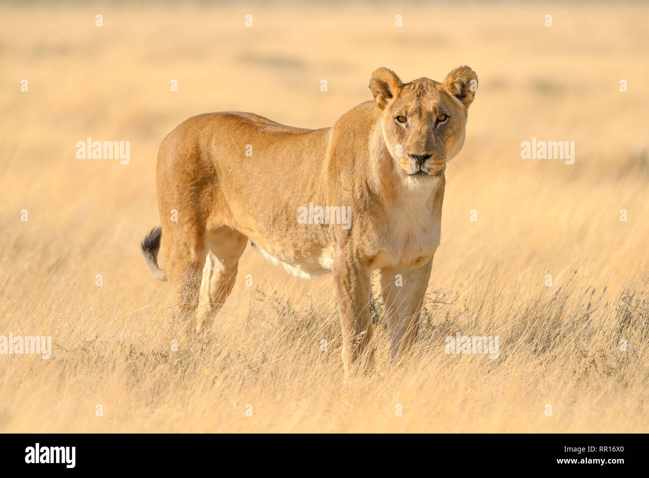 zoology, mammal (mammalia), lion (Panthera Leo), female animal, Etosha National Park, Namibia, Additional-Rights-Clearance-Info-Not-Available Stock Photo