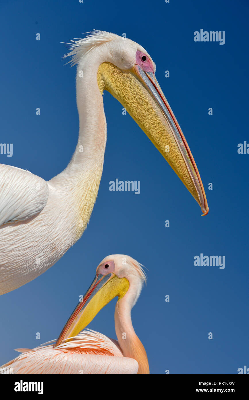 zoology, birds (Aves), Great White Pelican (Pelecanus onocrotalus) next to Pelican Point, lagoon of Wa, Additional-Rights-Clearance-Info-Not-Available Stock Photo