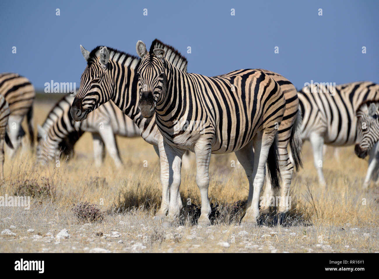 zoology, mammal (mammalia), plains zebra (Equus quagga), Okaukuejo, Etosha National Park, Namibia, Additional-Rights-Clearance-Info-Not-Available Stock Photo