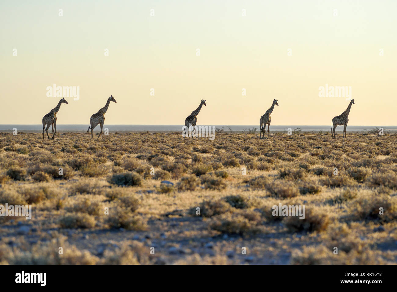 zoology, mammal (mammalia), Angola giraffes (Giraffa camelopardalis angolensis), next to Namutoni, Eto, Additional-Rights-Clearance-Info-Not-Available Stock Photo