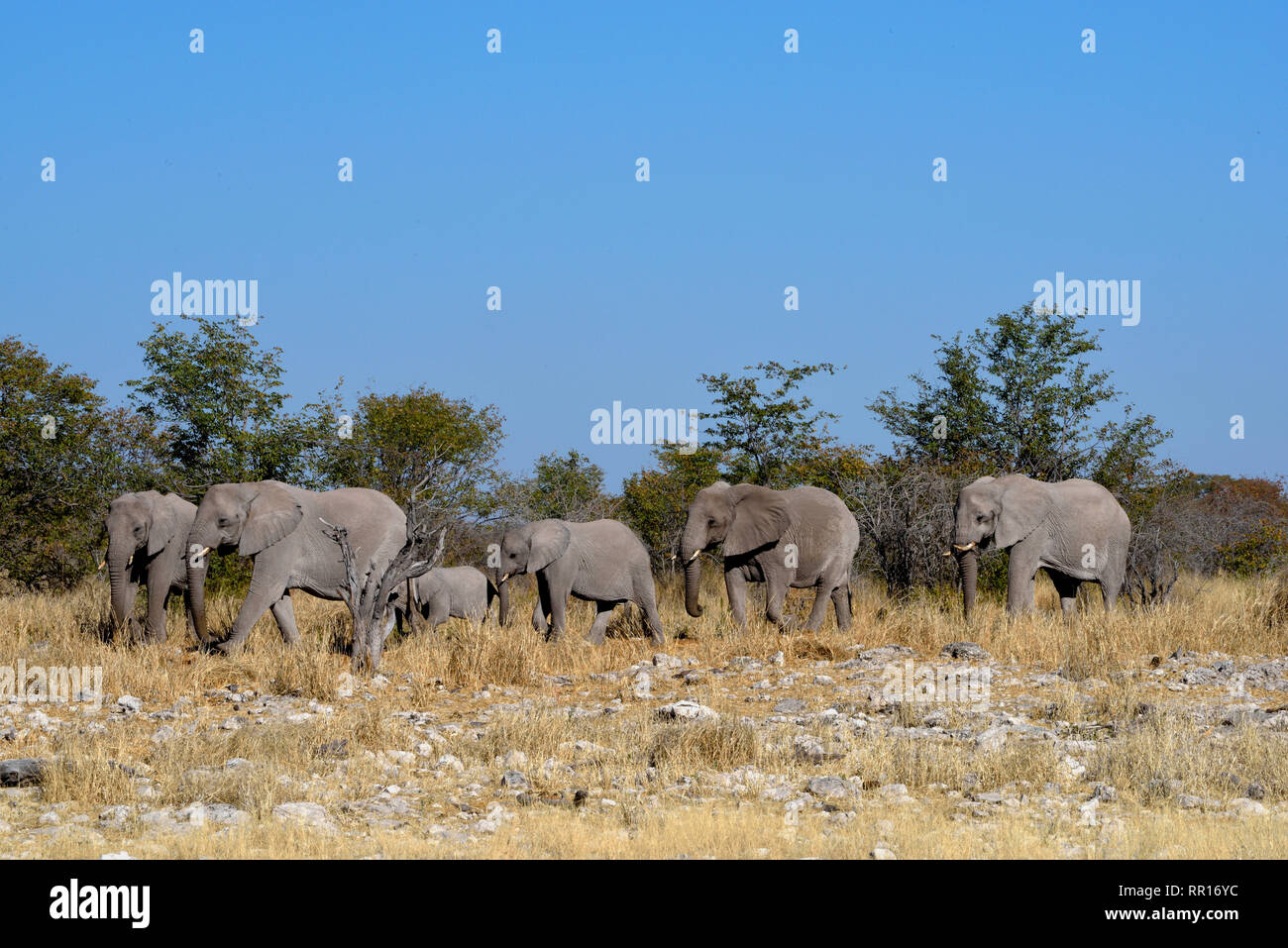 zoology, mammal (mammalia), African elephant (Loxodonta africana), flock drinking at waterhole Kalkheu, Additional-Rights-Clearance-Info-Not-Available Stock Photo