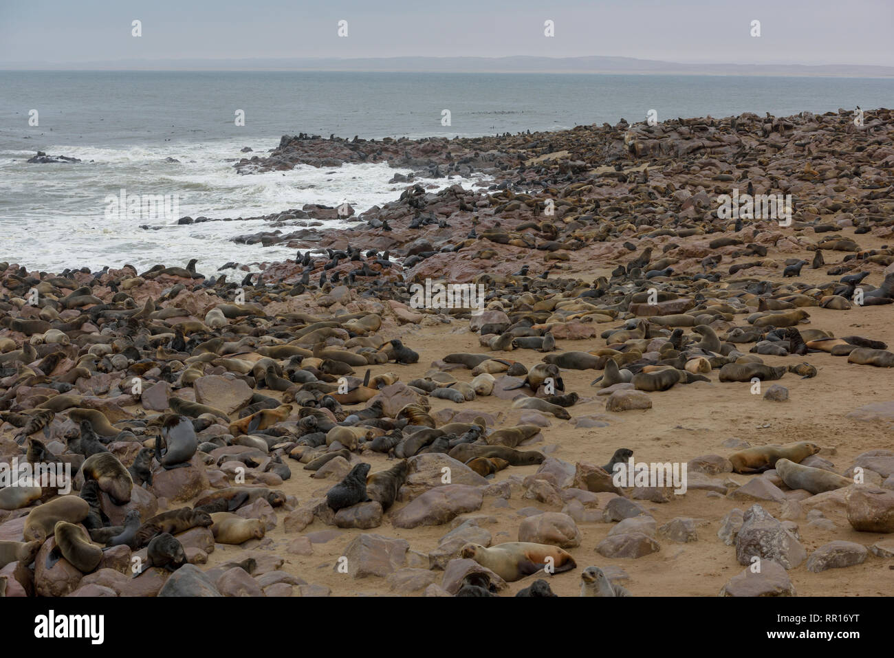 zoology, mammal (mammalia), South African sea bear (Arctocephalus pusillus), Cape Cross, cape cross, r, Additional-Rights-Clearance-Info-Not-Available Stock Photo
