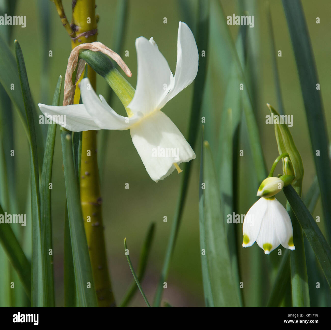 Narcissus 'Ice_wings' and Leucojum Stock Photo