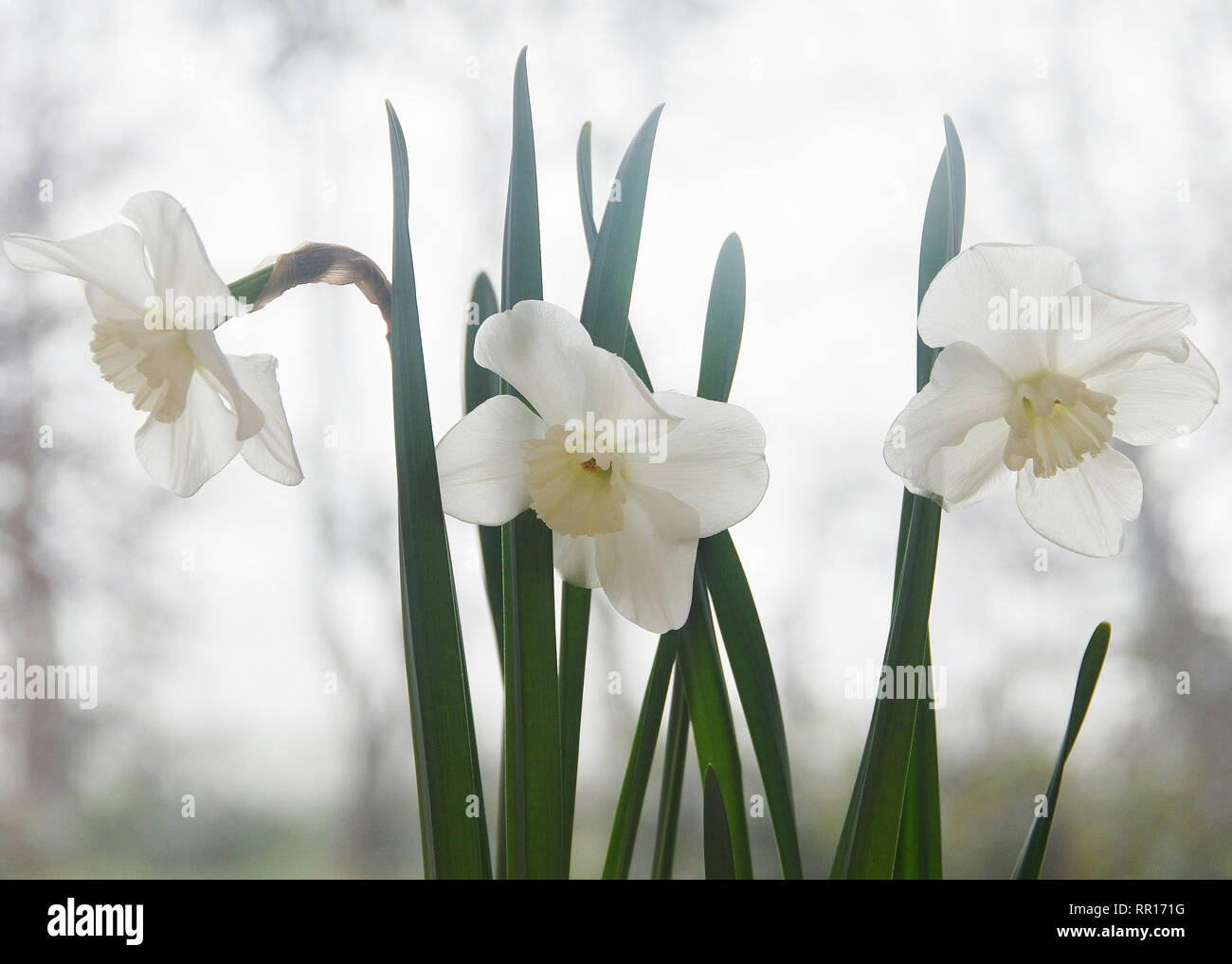 Narcissus 'Lincolnshire Lady' Stock Photo