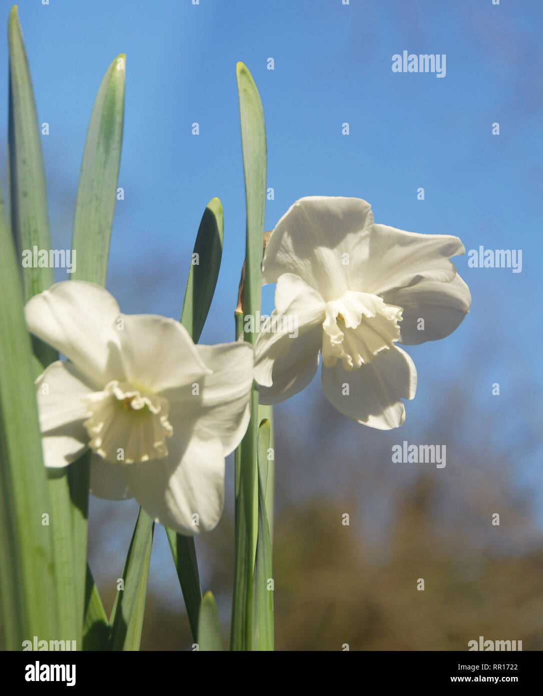 Narcissus 'Lincolnshire Lady' Stock Photo