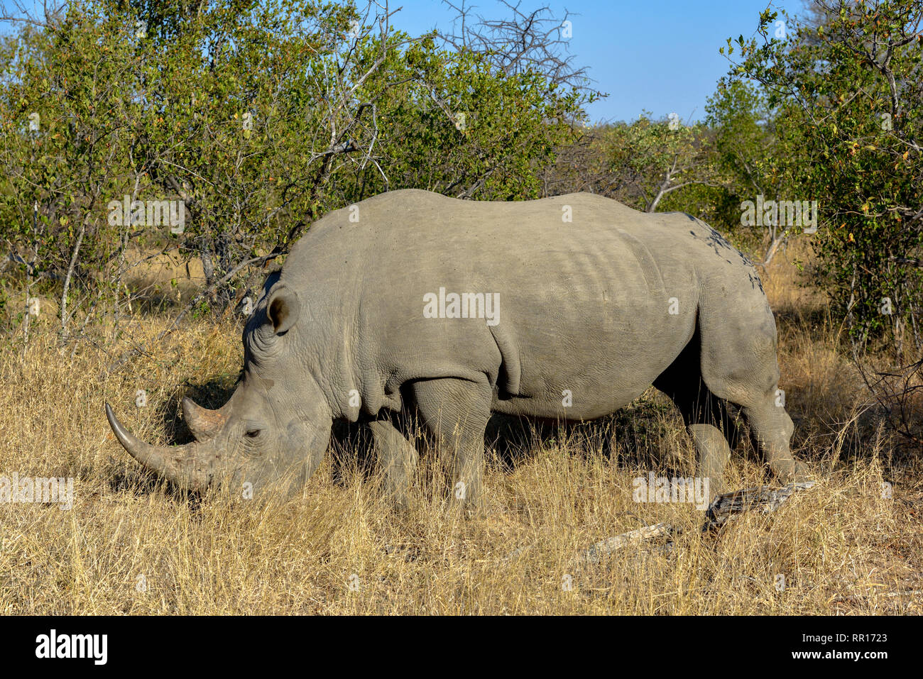 zoology, mammal (mammalia), Southern white rhinoceros (Ceratotherium simum simum), Balule game reserve, Additional-Rights-Clearance-Info-Not-Available Stock Photo