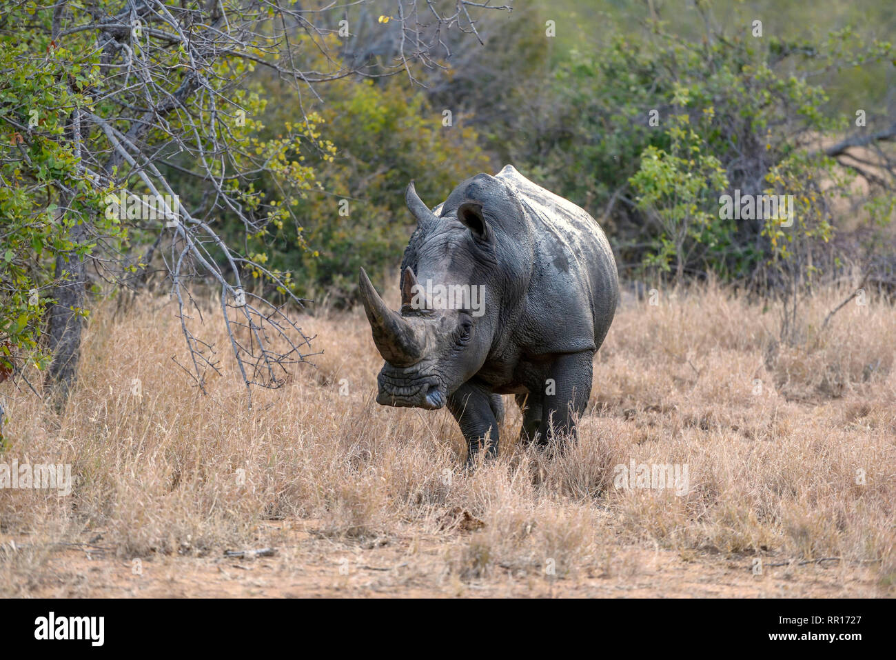 zoology, mammal (mammalia), Southern white rhinoceros (Ceratotherium simum simum), Balule game reserve, Additional-Rights-Clearance-Info-Not-Available Stock Photo