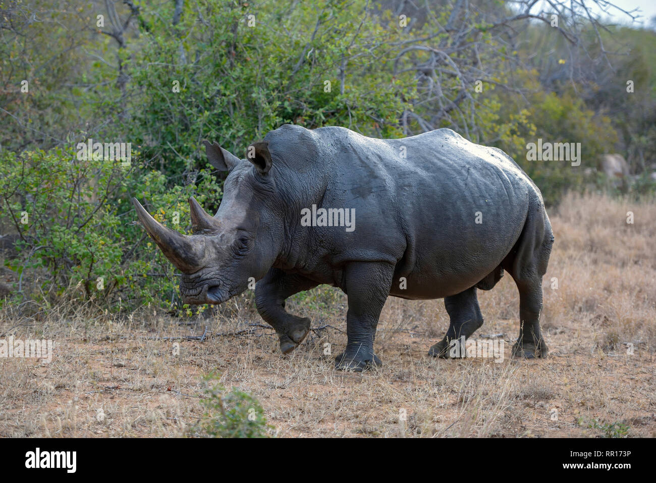 zoology, mammal (mammalia), Southern white rhinoceros (Ceratotherium simum simum), Balule game reserve, Additional-Rights-Clearance-Info-Not-Available Stock Photo