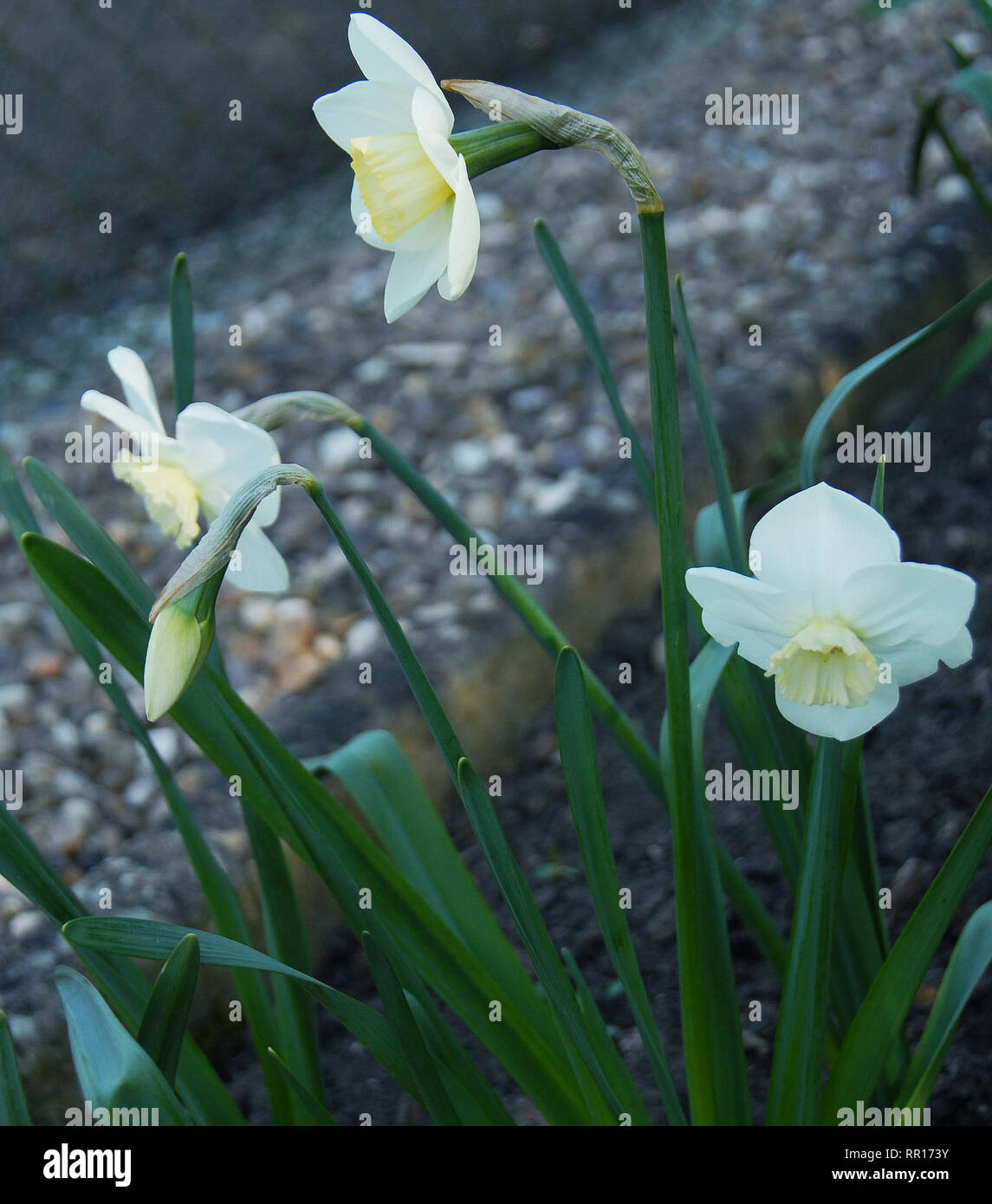 Narcissus Verona a cream small-cupped daffodil Stock Photo