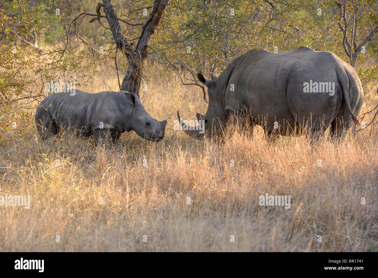 zoology, mammal (mammalia), Southern white rhinoceros (Ceratotherium simum simum), mother with calf, B, Additional-Rights-Clearance-Info-Not-Available Stock Photo