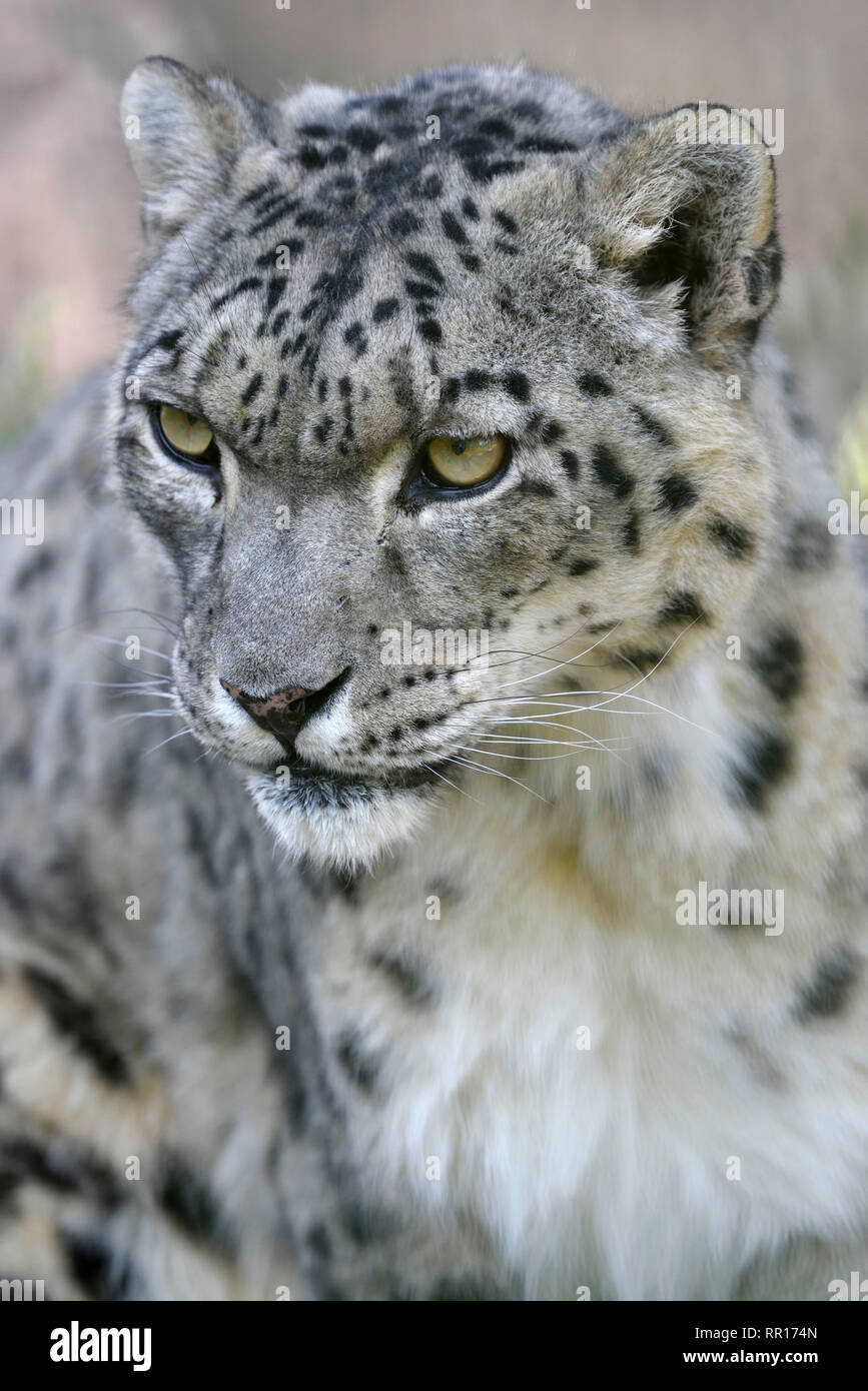 zoology, mammal (mammalia), snow leopard (Panthera uncia) in the outdoor enclosure 'Ilbirs' of the Nat, Additional-Rights-Clearance-Info-Not-Available Stock Photo